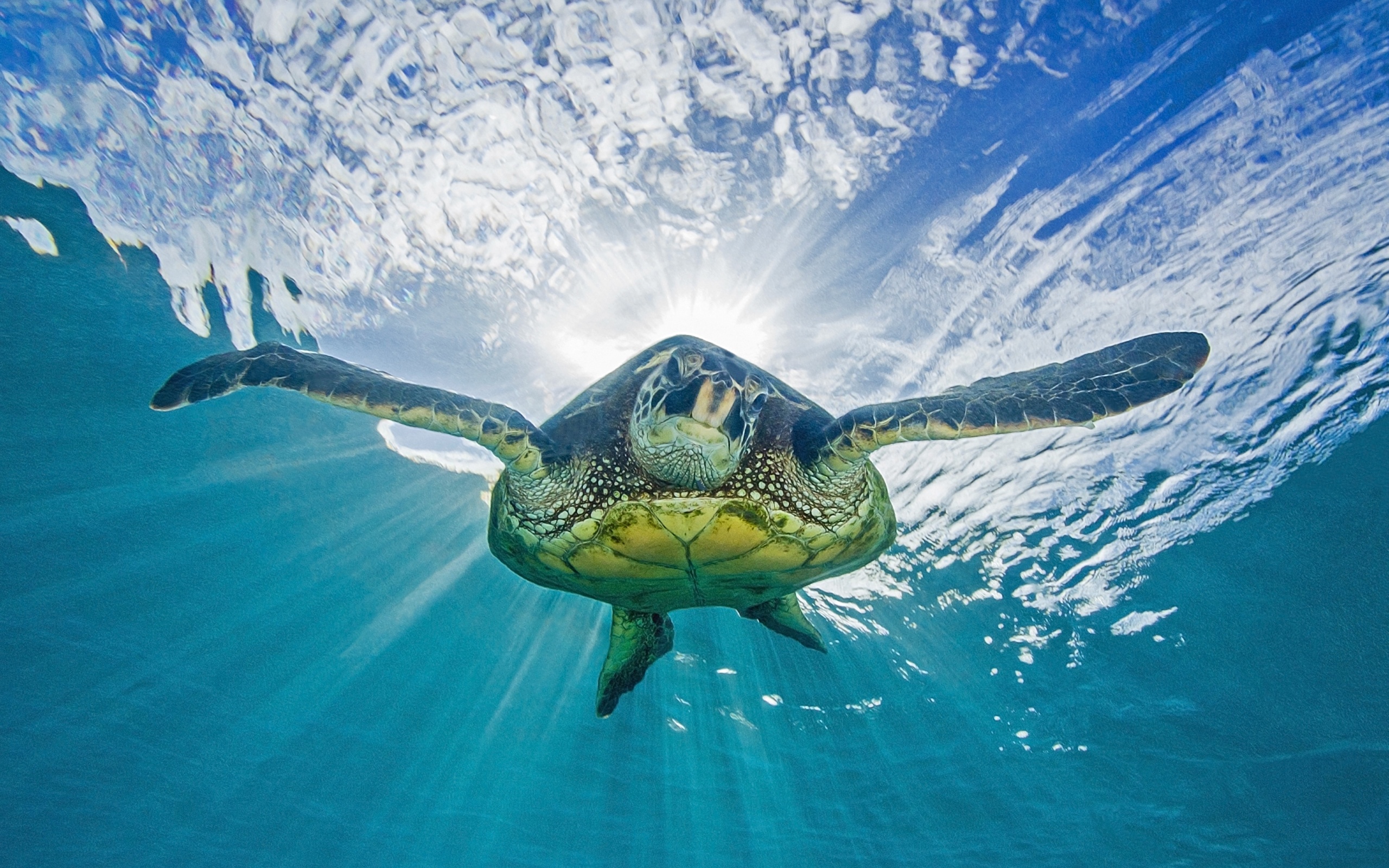 Shellebrate! It is World Turtle Day Today!