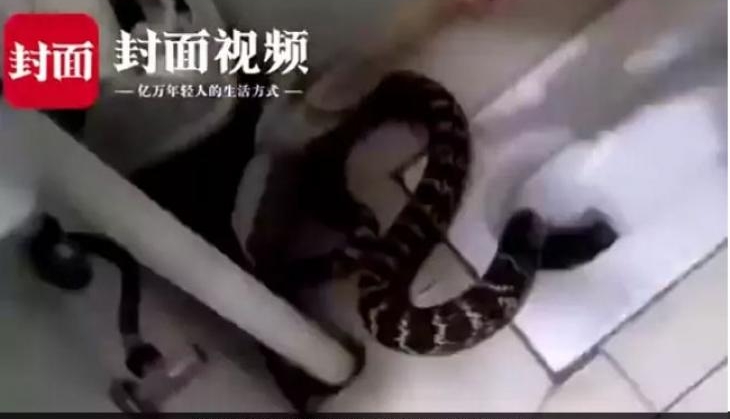 Snake in Toilet