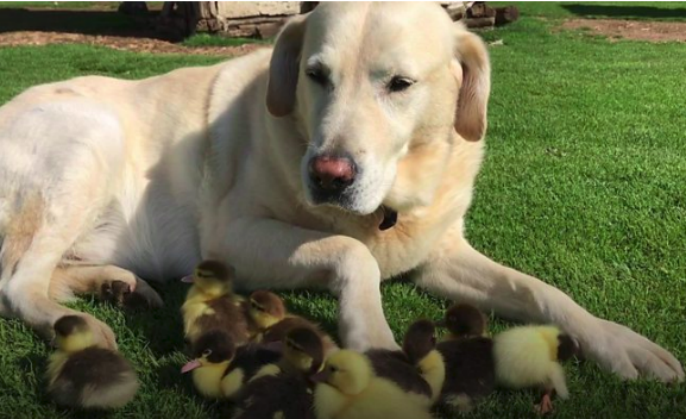 Social media angry after dog buried alive in Agra
