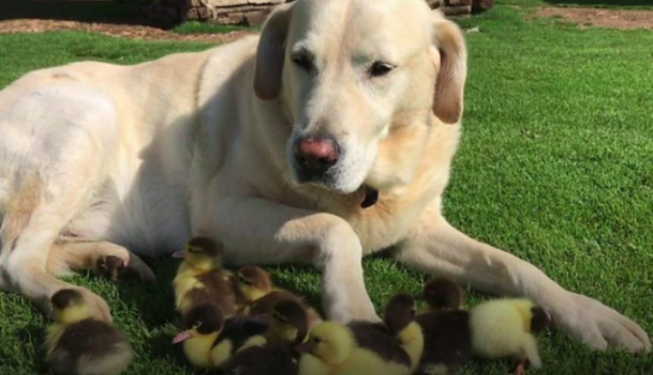 Dog With Duckling
