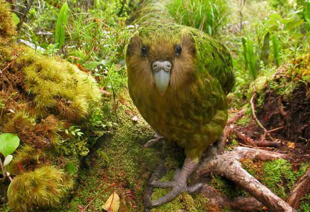 New Animal World: Top 10 new species of 2018, large, small, beautiful and bizarre; see details