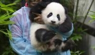 Baby panda is the showstopper during its first public appearance at Malaysia zoo 