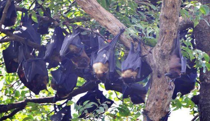 Fruits Bats