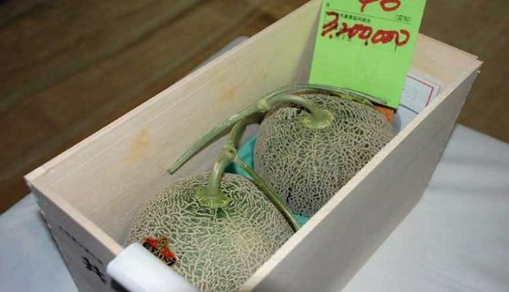 Japan Premium Melon