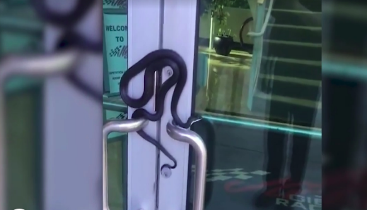 Snake