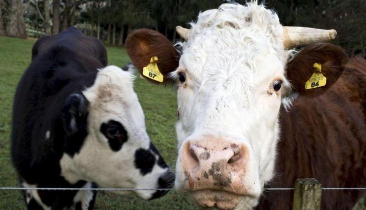 Cow Slaughter