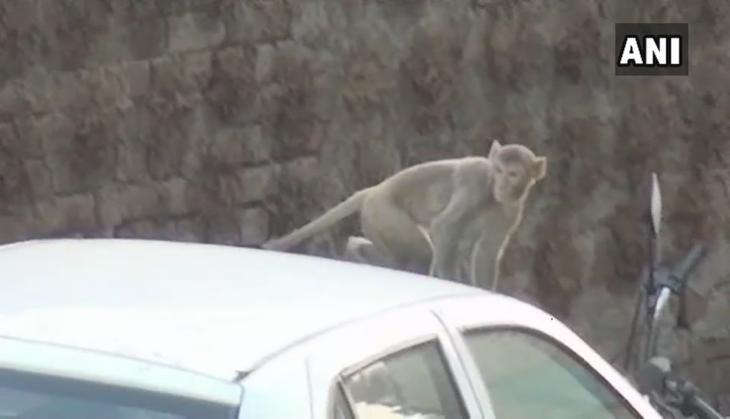 Monkey