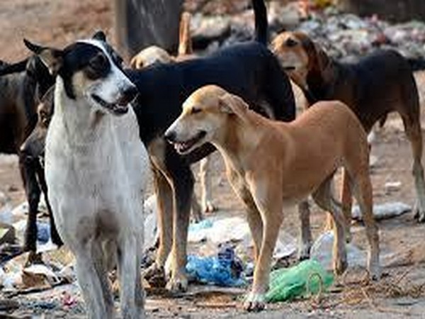 Sitapur dog menace: SC to hear matter on June 8