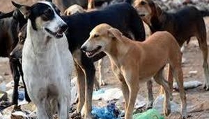 Sitapur dog menace: SC to hear matter on June 8