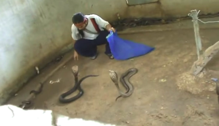 Man with King Cobra