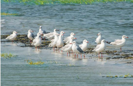 World Environment Day 2018: Plastic ban in Chilika lake temple