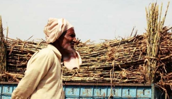 sugarcane