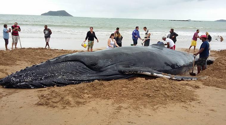 Pilot Whale dies in Thailand after ingesting 80 plastic bags; watch video