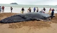 Pilot Whale dies in Thailand after ingesting 80 plastic bags; watch video
