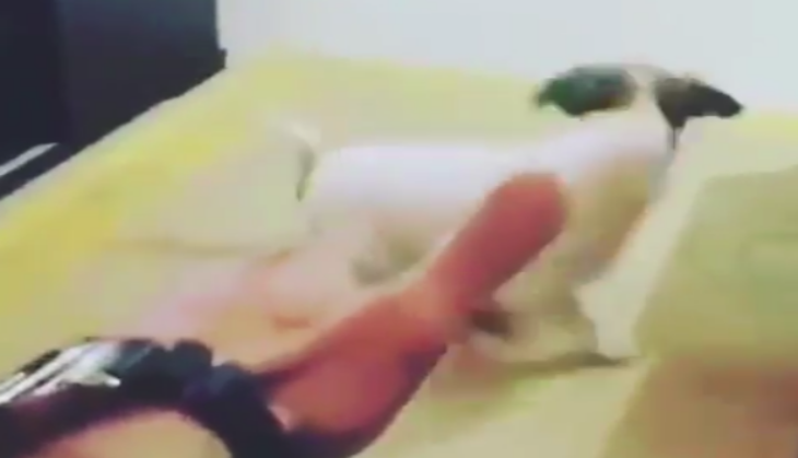 Dog Acting