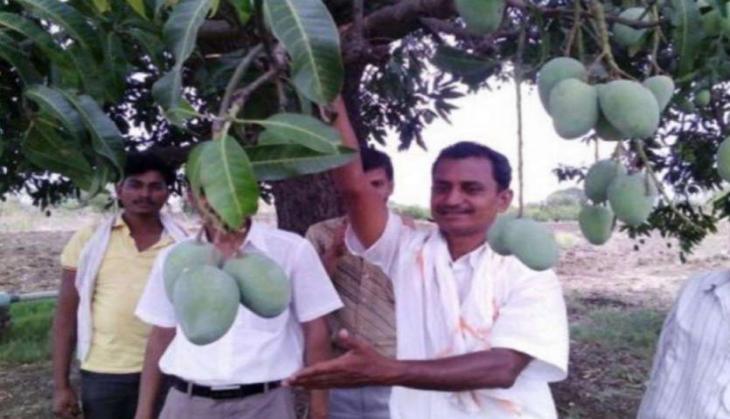 Mangoes