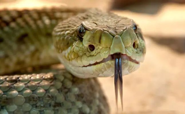 Dead Snake's severed head bit a man in Texas