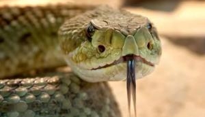 Man bites snake to death; reason will haunt you!