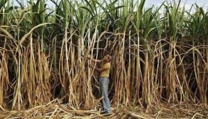 Sugarcane industry bailout: Ad-hocism won't solve farm crisis, say experts
