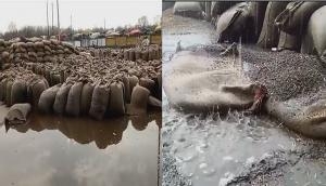 मध्य प्रदेश : 20 मिनट की बारिश में बर्बाद हो गया 50 हजार क्विंटल चना