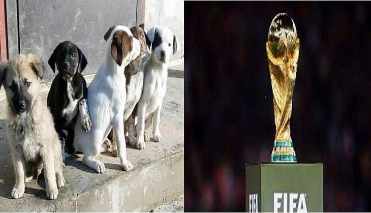 FIFA world cup