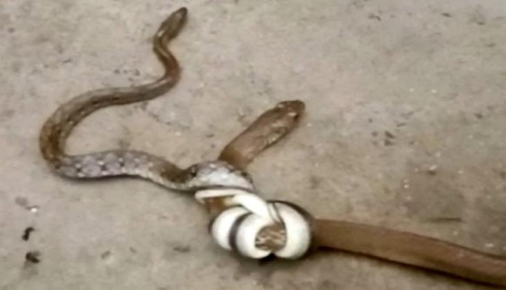 Snake Fighting