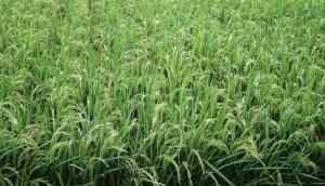 Popular rice variety gets extra gene power to fight bacterial attacks 