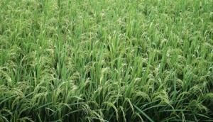 Popular rice variety gets extra gene power to fight bacterial attacks 