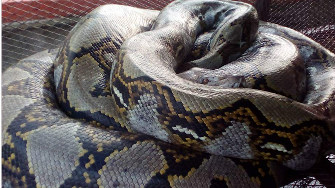 Indonesia: 54-year-old woman swallowed by a seven-metre python
