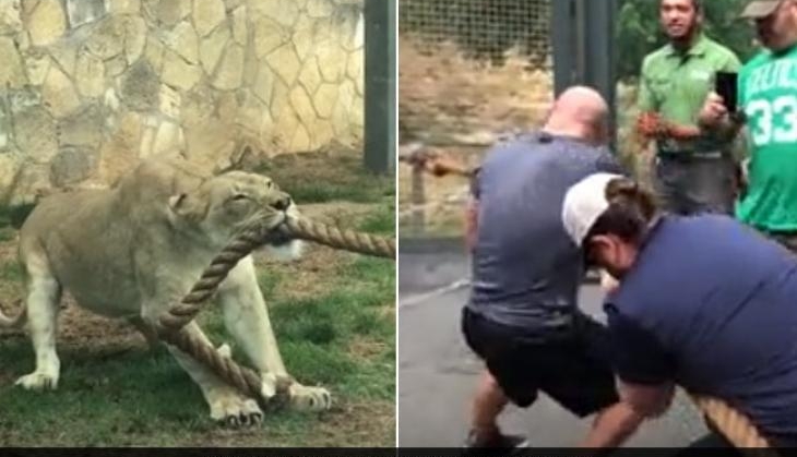 Lion And Wrestler