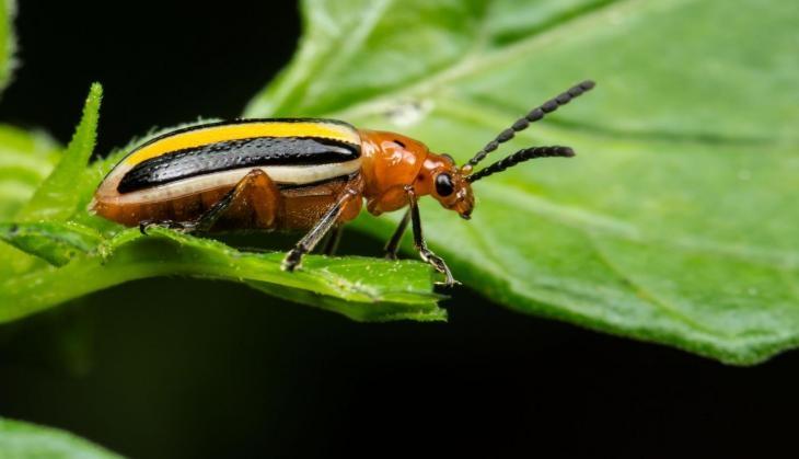 Crop insect