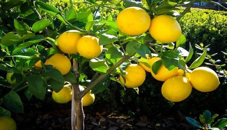 Lemon