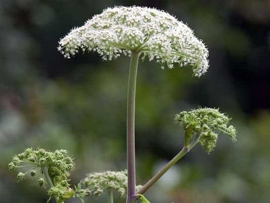 Toxic Giant hogweed plant,causing blindness and third-degree burns discovered in Virginia