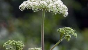 Toxic Giant hogweed plant,causing blindness and third-degree burns discovered in Virginia