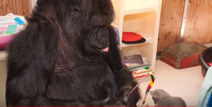 Gorilla who mastered sign language, Koko, dies in California