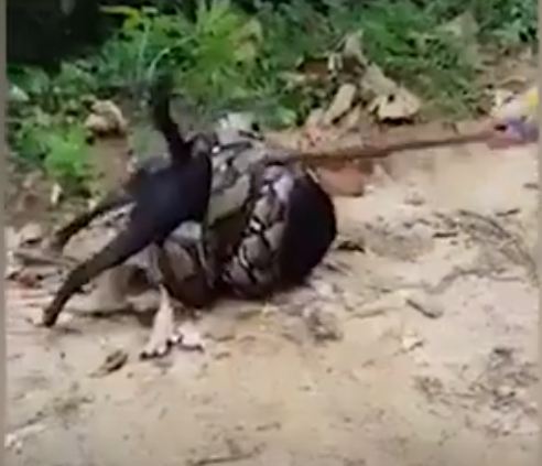 Watch Video: Men rescue a dog from python's grip