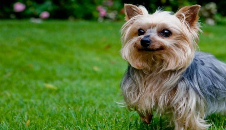 Yorkshire terrier dog