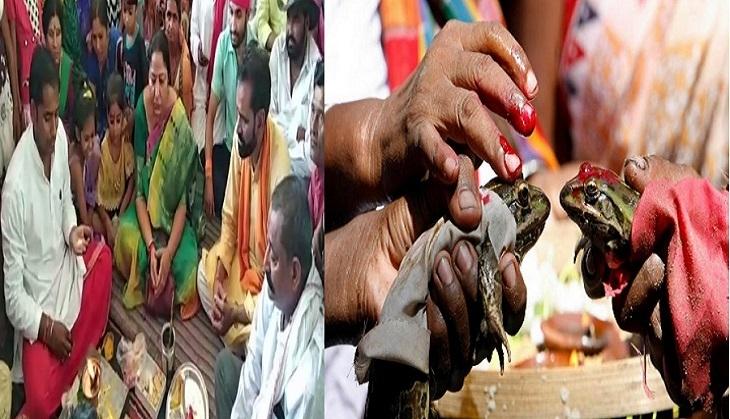 Frog marry
