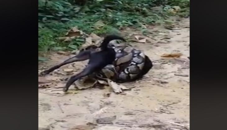 Python strangles a dog