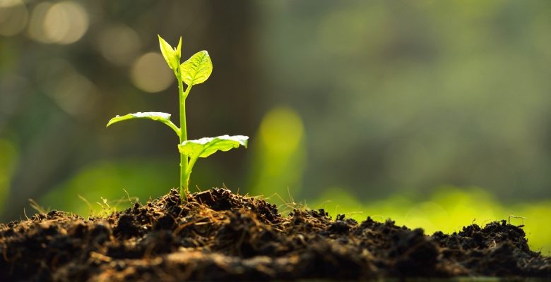 Bridegroom in Odisha takes 1,001 saplings as 'dowry' 