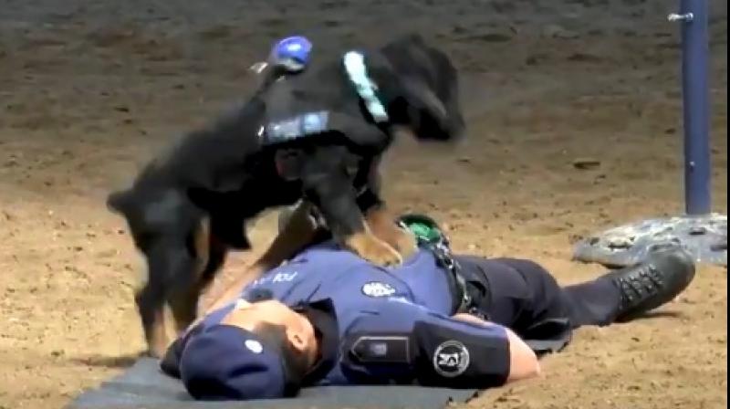 In Video: Incredible! Madrid police dog 'Poncho' performs CPR to 'save' his partner's life is the best thing you will see today 