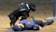 In Video: Incredible! Madrid police dog 'Poncho' performs CPR to 'save' his partner's life is the best thing you will see today 