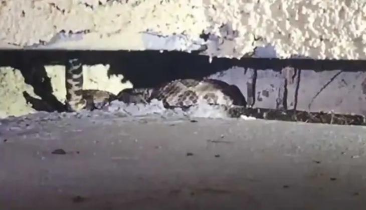 RattleSnake