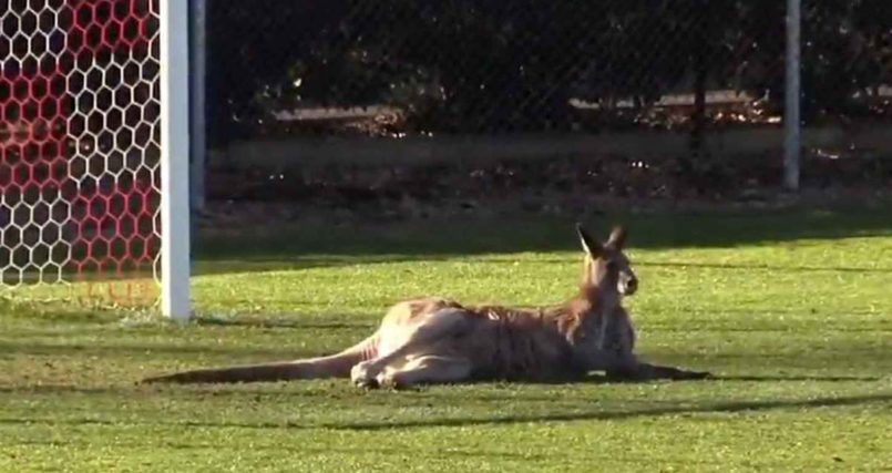 Watch: Kangaroo interrupts soccer game, tries out as goalie
