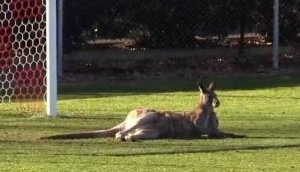 Watch: Kangaroo interrupts soccer game, tries out as goalie