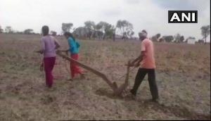 Uttar Pradesh farmer's daughters plough field to please rain God