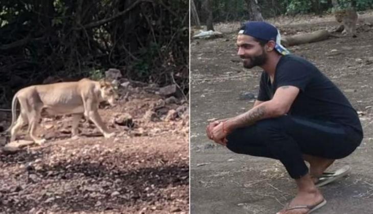 Ravindra Jadeja Lion