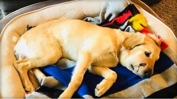 Dog risks his life to save owner from rattlesnake bite