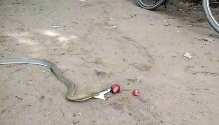 Cobra Swallow onion