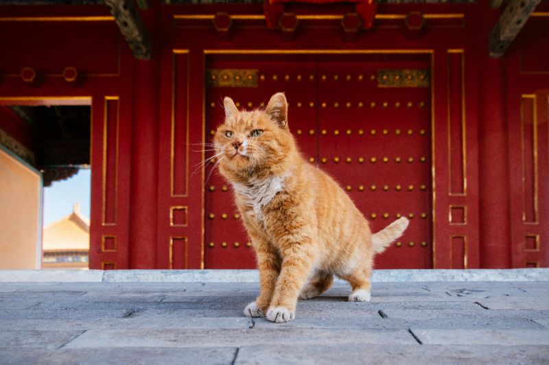 Mystic Moggy: China mourns death of 'World Cup Cat' who predicted correct outcome of six World Cup results 
